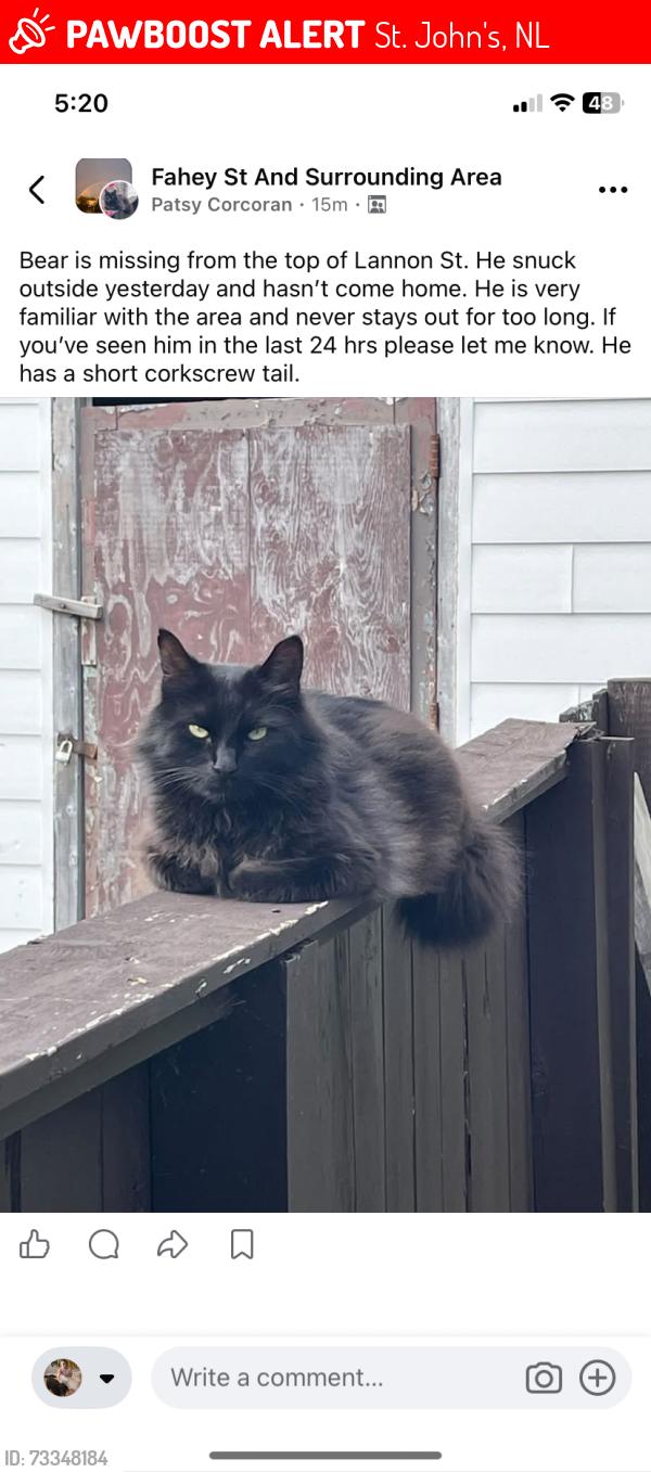 Lost Male Cat last seen Near lannon St, St. John's, NL 