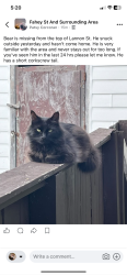 Lost Male Cat last seen Near lannon St, St. John's, NL 