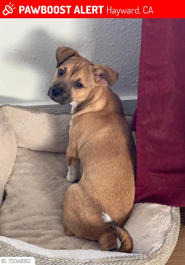 Lost Male Dog last seen Hayward California, Hayward, CA 94544