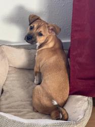 Lost Male Dog last seen Hayward California, Hayward, CA 94544