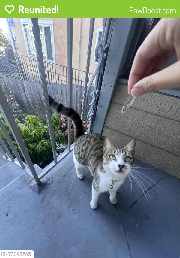 Reunited Female Cat last seen Ygnacio Ave, Oakland, CA 94601