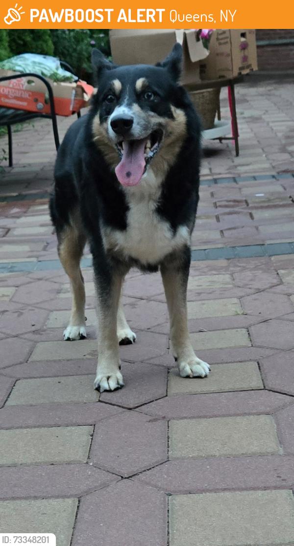 Found/Stray Male Dog last seen Colfax deli, Queens, NY 11411