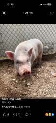 Lost Male Other last seen Ballentine, Houston, TX 77075