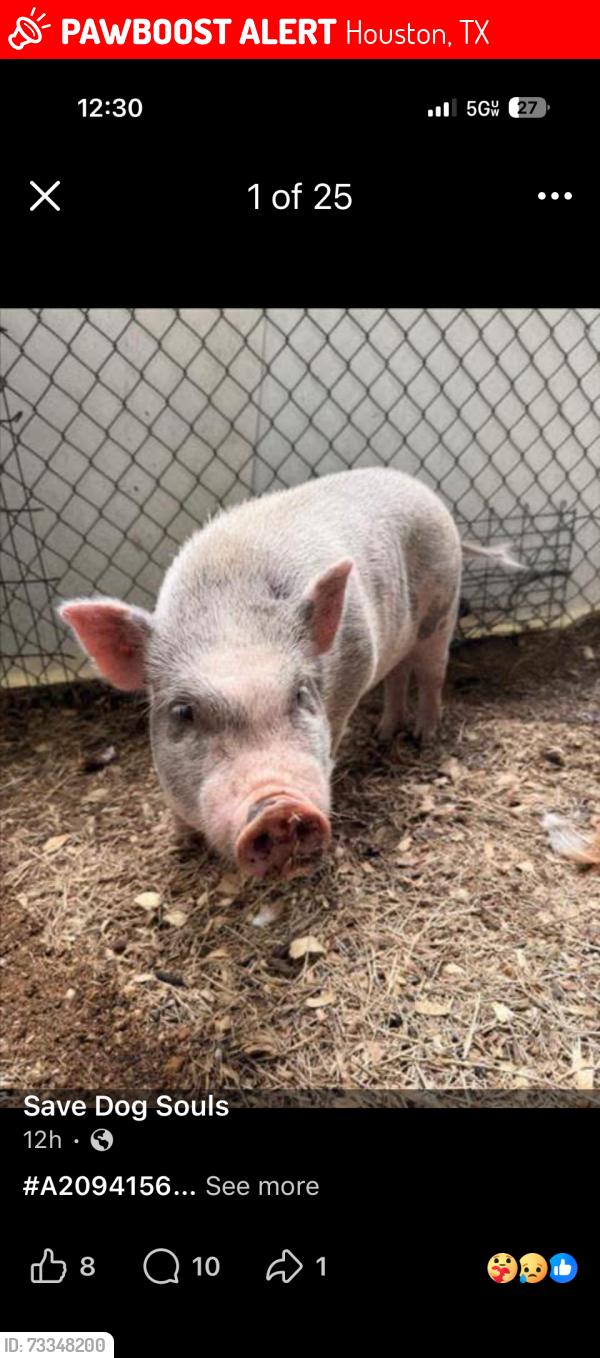 Lost Male Other last seen Ballentine, Houston, TX 77075