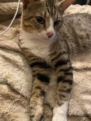 Found/Stray Unknown Cat last seen Orleans st by the tweetsie trail, Johnson City, TN 37601
