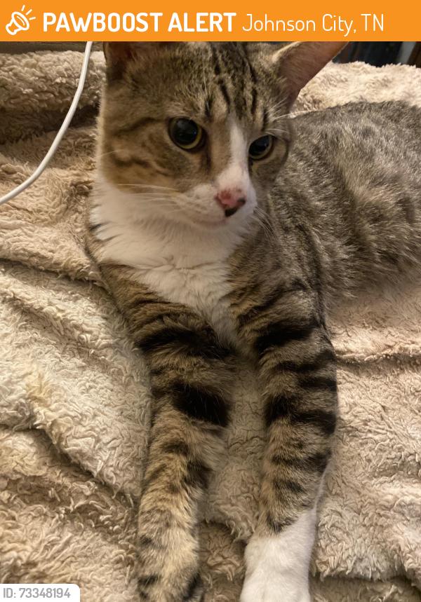 Found/Stray Unknown Cat last seen Orleans st by the tweetsie trail, Johnson City, TN 37601