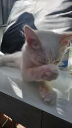 Found/Stray Unknown Cat last seen Village walk, Santa Ana, CA 92704