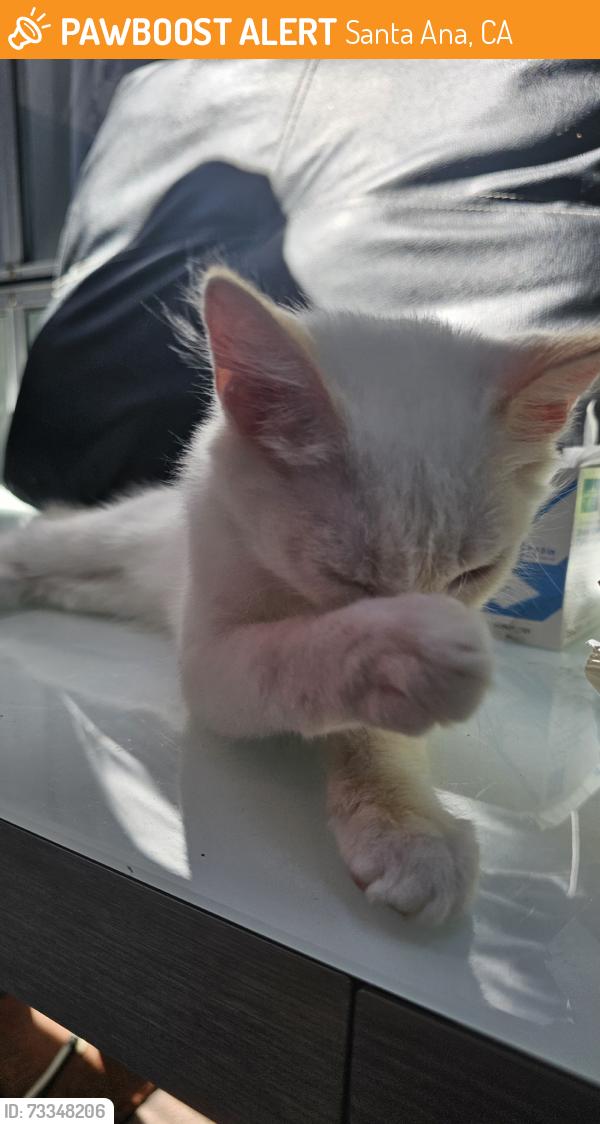 Found/Stray Unknown Cat last seen Village walk, Santa Ana, CA 92704