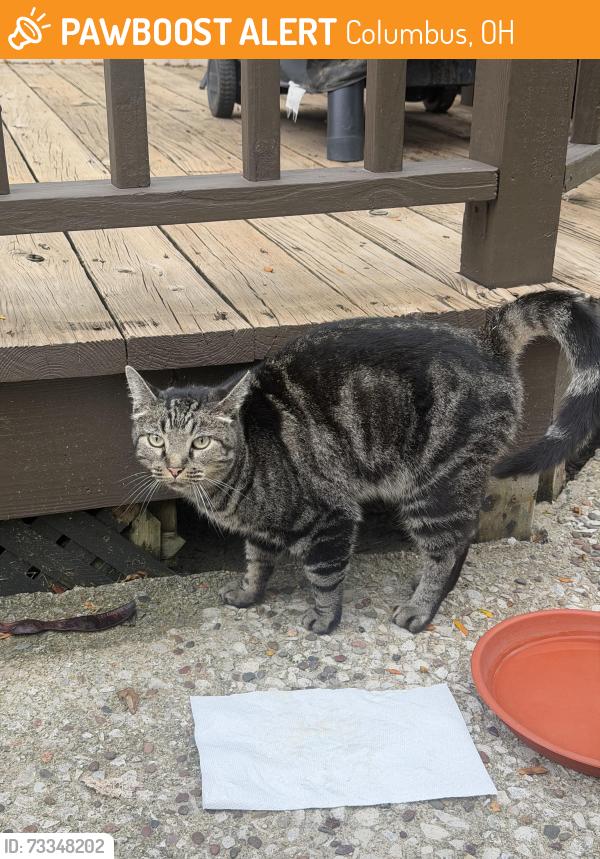 Found/Stray Unknown Cat last seen Wilson road golf course neighborhoods, Columbus, OH 43228