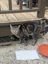 Found/Stray Unknown Cat last seen Wilson road golf course neighborhoods, Columbus, OH 43228