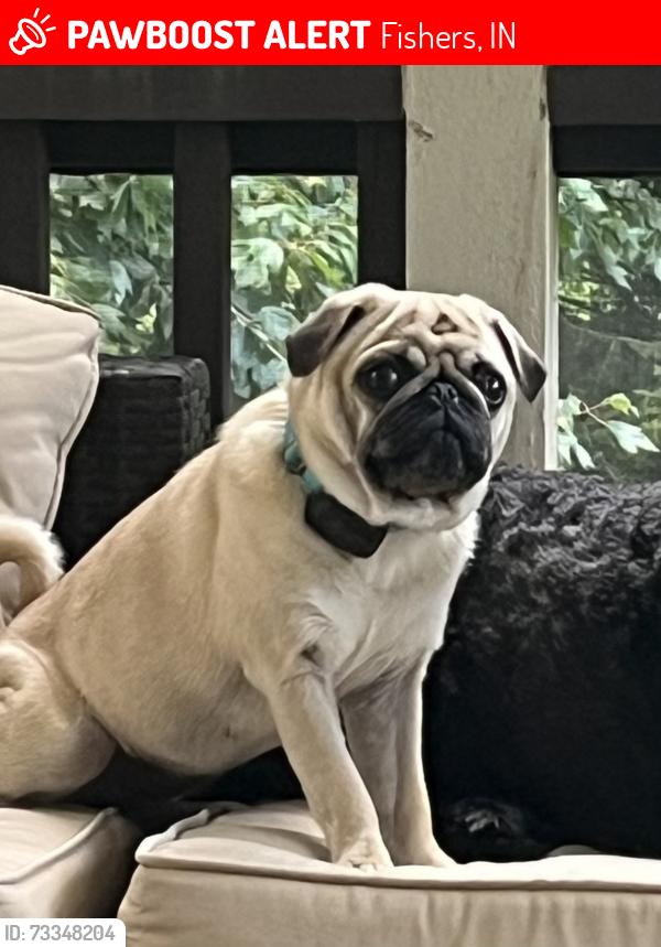 Lost Female Dog last seen 116th street and Hoosier Rd, Fishers, IN 46037