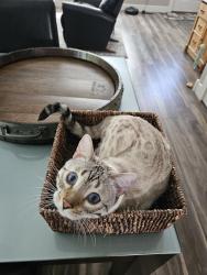 Reunited Male Cat last seen Bradburn Village Tennis Court, Westminster, CO 80031