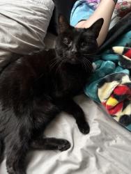Reunited Male Cat last seen Near Avalon Ave, Lafayette, CO 80026, USA, Lafayette, CO 80026