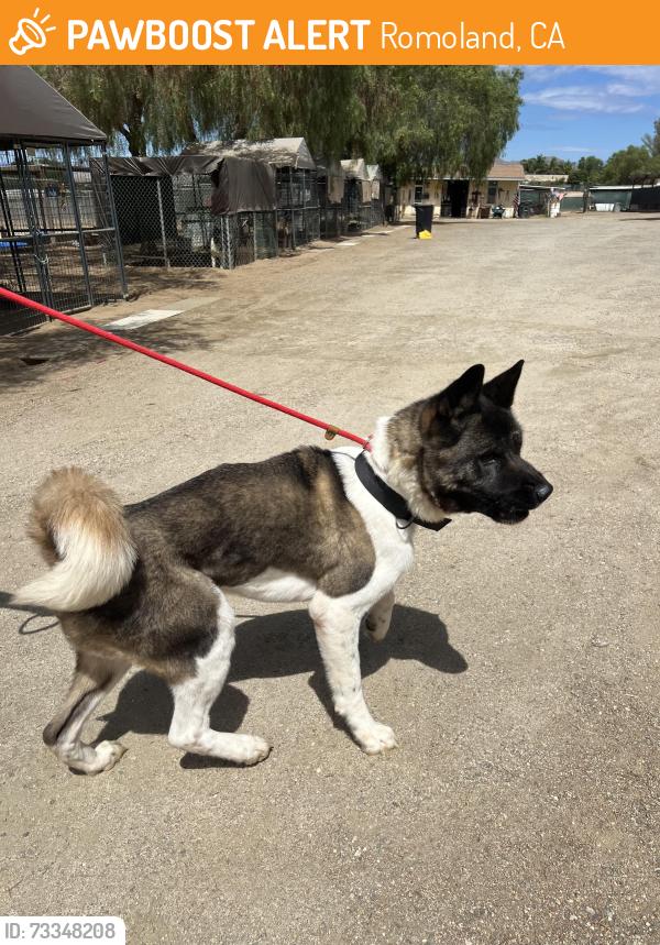 Found/Stray Male Dog last seen Ellis Ave & Menifee Rd, Romoland, CA 92585