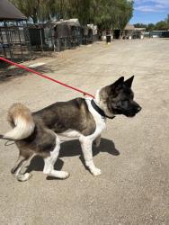 Found/Stray Male Dog last seen Ellis Ave & Menifee Rd, Romoland, CA 92585