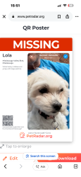 Lost Female Dog last seen Mississauga valley blvd, Mississauga, ON L5A 1Z8