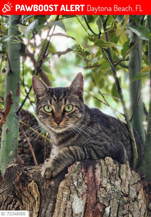 Lost Male Cat last seen Colfax drive, Daytona Beach, FL 32114