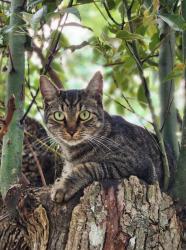 Lost Male Cat last seen Colfax drive, Daytona Beach, FL 32114