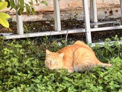 Found/Stray Unknown Cat last seen Fallsburg Way and Baychester Rd., Henderson, NV 89002