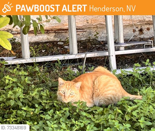 Found/Stray Unknown Cat last seen Fallsburg Way and Baychester Rd., Henderson, NV 89002
