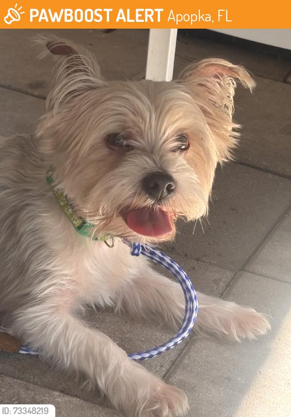 Found/Stray Male Dog last seen Votaw, Apopka, FL 32703