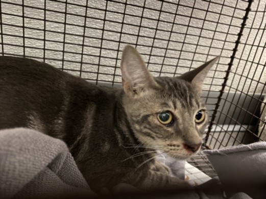 Shelter Stray Female Cat last seen , 1850 W 60th St, Los Angeles, CA 90047, USA