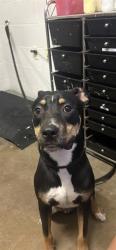 Shelter Stray Male Dog last seen HAMILTON AVE. AND EMMA AVNUE-63136, 10521 Baur Blvd, Olivette, MO 63132, USA