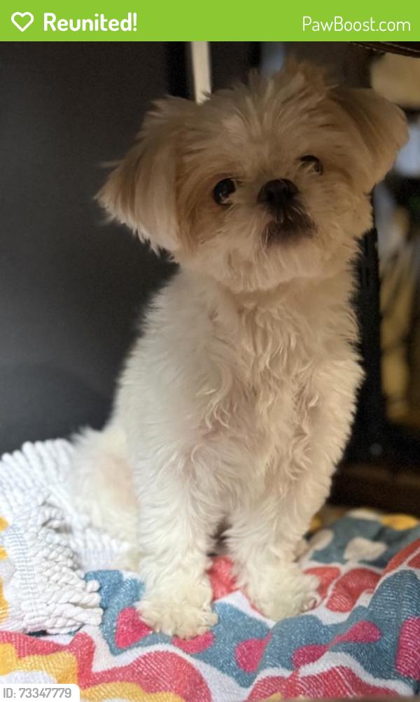 Reunited Female Dog last seen SE 29th St, Cape Coral, FL 33904, USA, Cape Coral, FL 33904