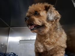 Shelter Stray Unknown Dog last seen FLORISSANT, 10521 Baur Blvd, Olivette, MO 63132, USA