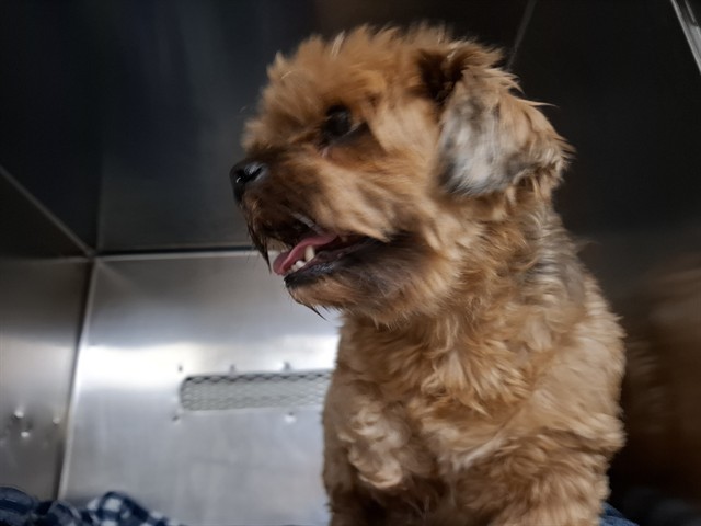 Shelter Stray Unknown Dog last seen FLORISSANT, 10521 Baur Blvd, Olivette, MO 63132, USA