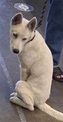 Shelter Stray Male Dog last seen , 1850 W 60th St, Los Angeles, CA 90047, USA