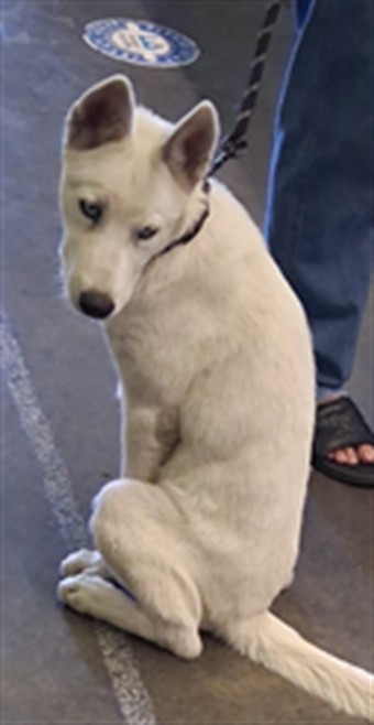 Shelter Stray Male Dog last seen , 1850 W 60th St, Los Angeles, CA 90047, USA