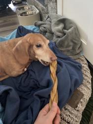 Reunited Female Dog last seen Near Vienna Hwy, Hawkinsville, GA 31036, USA, Hawkinsville, GA 31036
