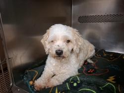 Shelter Stray Unknown Dog last seen FLORISSANT, 10521 Baur Blvd, Olivette, MO 63132, USA