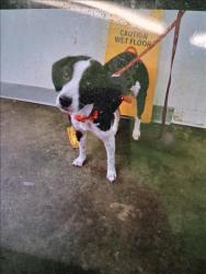 Shelter Stray Female Dog last seen , 1850 W 60th St, Los Angeles, CA 90047, USA