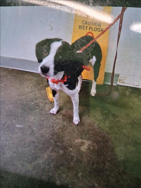 Shelter Stray Female Dog last seen , 1850 W 60th St, Los Angeles, CA 90047, USA