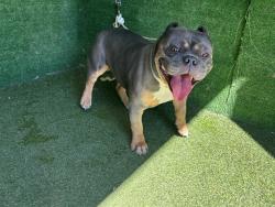 Shelter Stray Male Dog last seen , 5210 W Ave I, Lancaster, CA 93536, USA