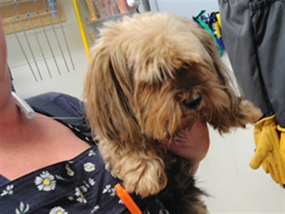 Shelter Stray Female Dog last seen Near BLOCK EVERGREEN, 3001 2nd St SW, Albuquerque, NM 87105, USA