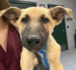 Shelter Stray Male Dog last seen DILLON RD DHS CA 92240, 72050 Pet Land Pl, Thousand Palms, CA 92276, USA