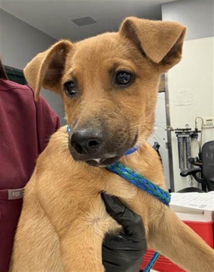 Shelter Stray Male Dog last seen DILLON RD DHS CA 92240, 72050 Pet Land Pl, Thousand Palms, CA 92276, USA