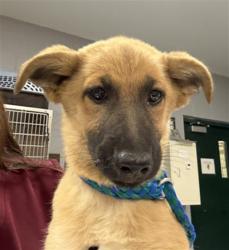 Shelter Stray Female Dog last seen DILLON RD DHS CA 92240, 72050 Pet Land Pl, Thousand Palms, CA 92276, USA