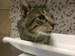 Shelter Stray Male Cat last seen Near BLOCK MONTE VISTA DR, RIVERSIDE CA 92507, 6851 Van Buren Boulevard, Jurupa Valley, CA 92509, USA