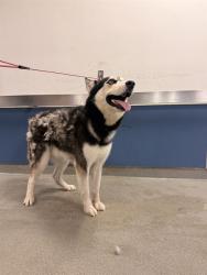 Shelter Stray Male Dog last seen Near BLOCK NW 70TH ST, 3599 NW 79th Ave, Doral, FL 33122, USA