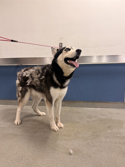Shelter Stray Male Dog last seen Near BLOCK NW 70TH ST, 3599 NW 79th Ave, Doral, FL 33122, USA