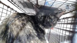 Shelter Stray Female Cat last seen ARELIOUS WALKER, 1419 Bryant St, San Francisco, CA 94103, USA
