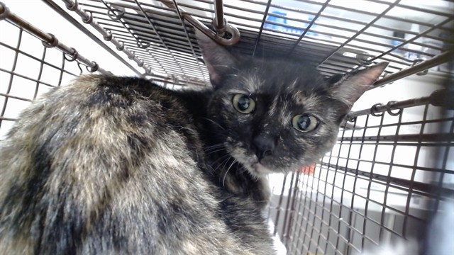 Shelter Stray Female Cat last seen ARELIOUS WALKER, 1419 Bryant St, San Francisco, CA 94103, USA