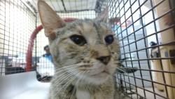 Shelter Stray Female Cat last seen Near BLOCK SW 9 ST, 3599 NW 79th Ave, Doral, FL 33122, USA