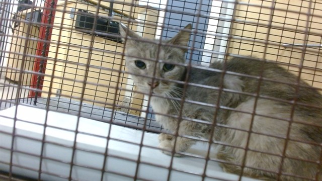 Shelter Stray Female Cat last seen Near BLOCK SW 9 ST, 3599 NW 79th Ave, Doral, FL 33122, USA