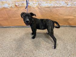 Shelter Stray Female Dog last seen Near BLOCK NW 102 ST, 3599 NW 79th Ave, Doral, FL 33122, USA