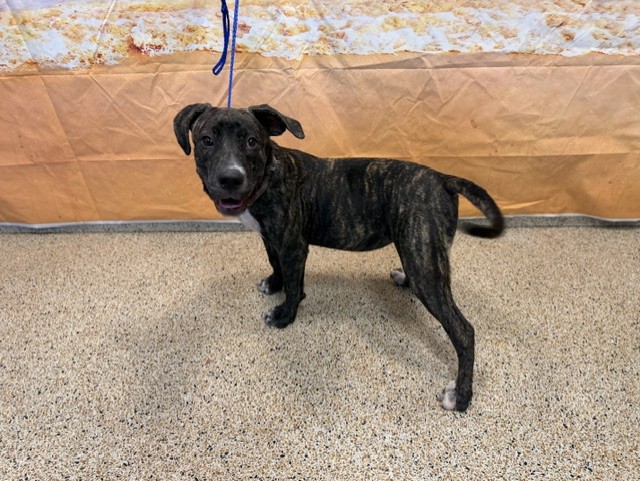 Shelter Stray Female Dog last seen Near BLOCK NW 102 ST, 3599 NW 79th Ave, Doral, FL 33122, USA